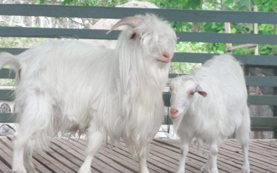 Apakah bisa aqiqah Hewan Selain Kambing Atau DOmba, apakah ada mazhabnya