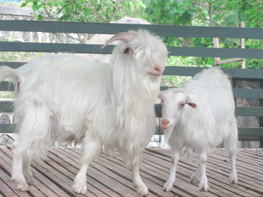 Apakah bisa aqiqah Hewan Selain Kambing Atau DOmba, apakah ada mazhabnya