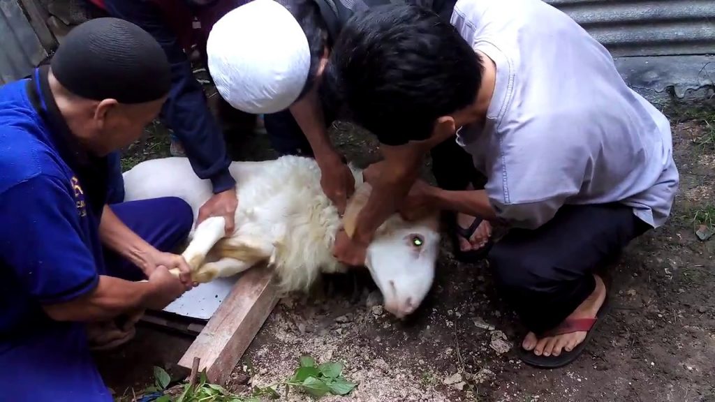 aqiqah jogja