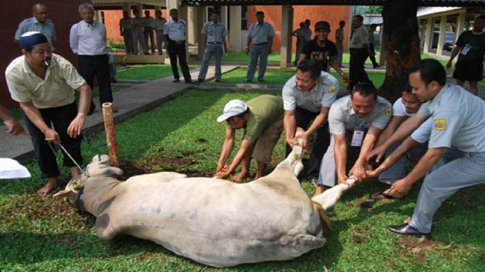 https://www.santri-aqiqah.com/keutamaan-dan-pahala-berkurban-bagi-umat-muslim/