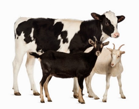 Perbedaan Qurban Dan Aqiqah Yang Wajib Kamu Tahu!