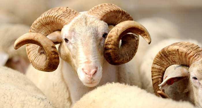 Qurban Sapi untuk Tujuh (7) Orang