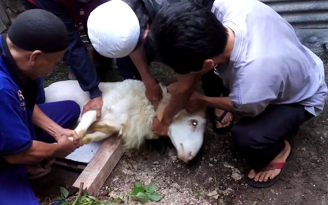 Cara Menyembelih Hewan Aqiqah Sesuai Syariat Islam