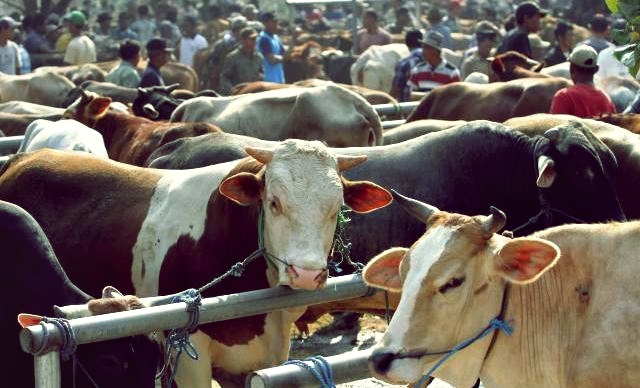 Qurban Sapi untuk Tujuh (7) Orang